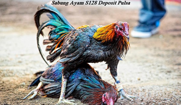 Sabung Ayam S128 Deposit Pulsa